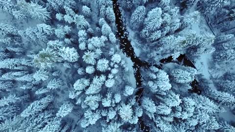 Bringing Bentley to the ski slopes