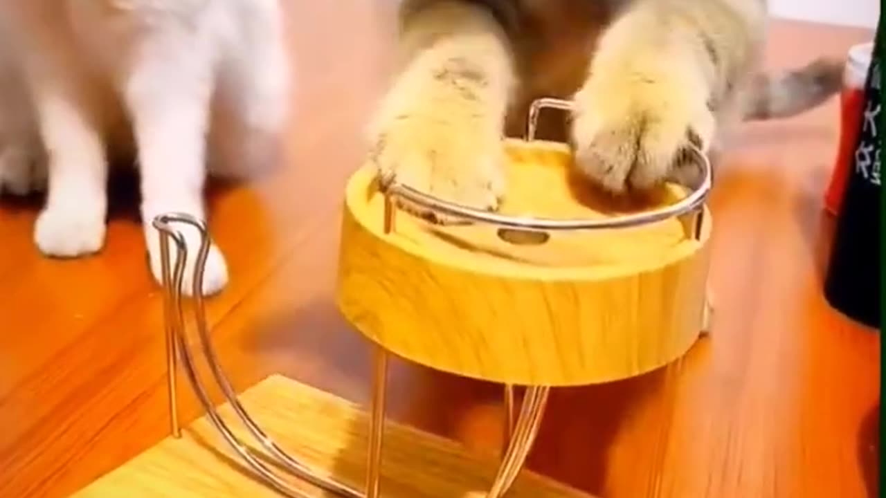 Intelligent kittens