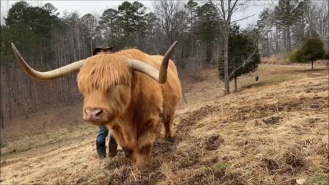 Do Highland cows make good pets