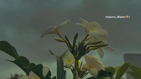 چہرے پر ٹھہر گیا ہے کھوئے لمحوں کا اضطراب