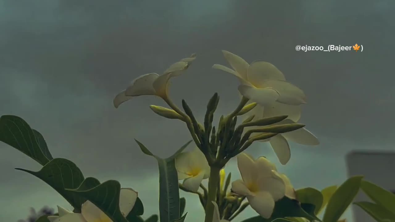 چہرے پر ٹھہر گیا ہے کھوئے لمحوں کا اضطراب