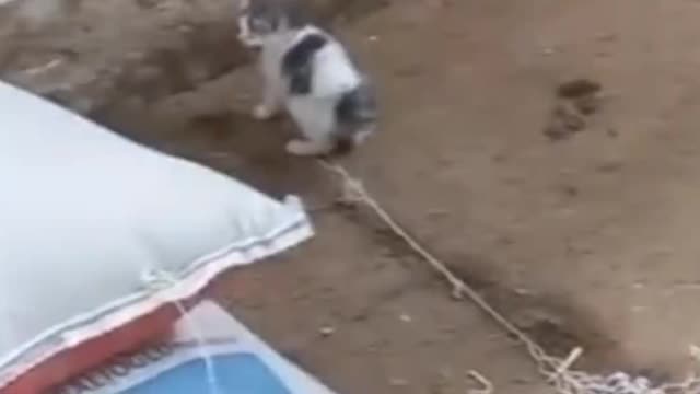 Cute funny cats