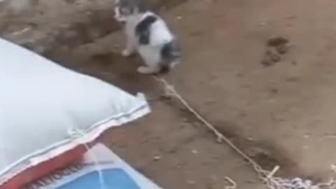 Cute funny cats