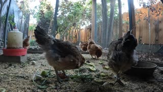 Backyard Chickens Fun Relaxing Chickens Sounds Noises Hens Roosters!