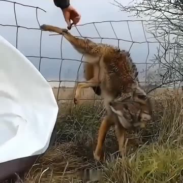 man saving an animal❤️