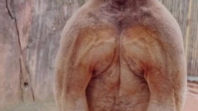 The confused behavior of kangaroos # gametes # animals