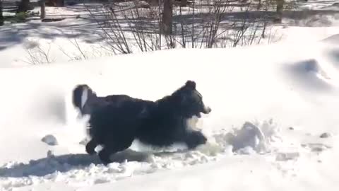 Cãozinho brincando na neve