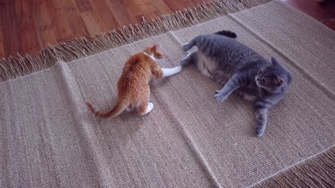 cat fighting at home