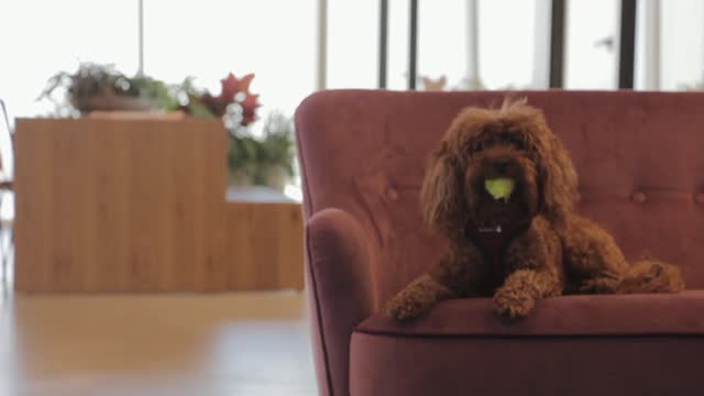 brown puppy playing with a ball in mouth