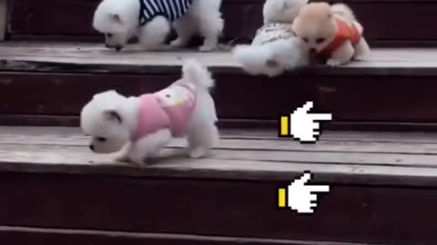 so cute puppies descending from stare