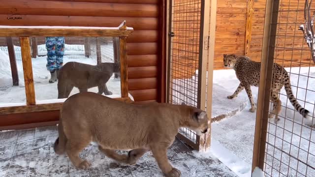 Новый уровень отношений пумы Месси и гепарда Герды! Коты устроили гонки по снегу!