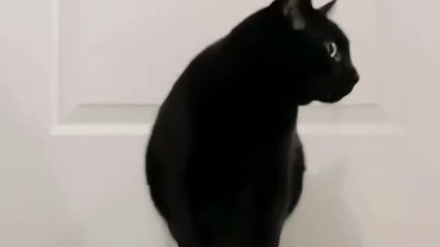 Meow-only door🥰
