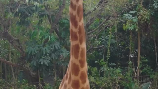 Wonderful animal # giraffe with long legs