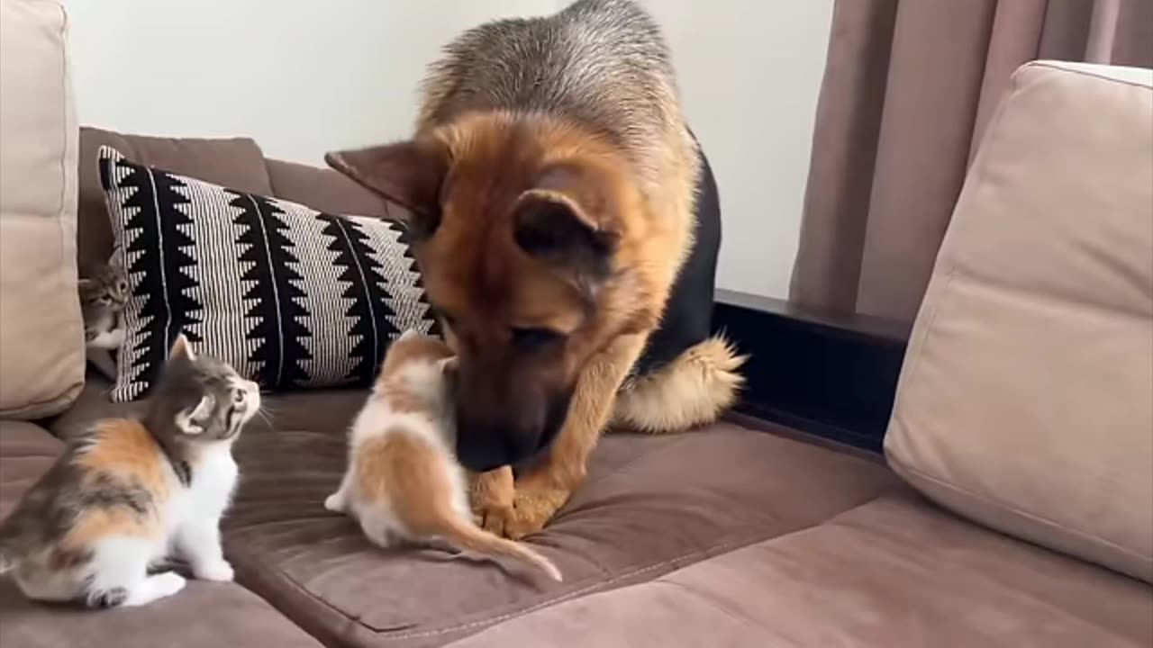 German Shepherd's reaction to kittens #dog #kittens