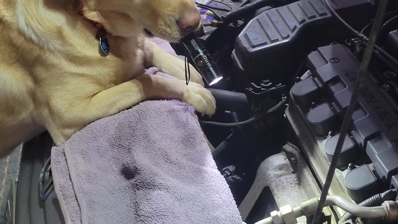 Dog goes from Couch Patato to Mechanics helper.