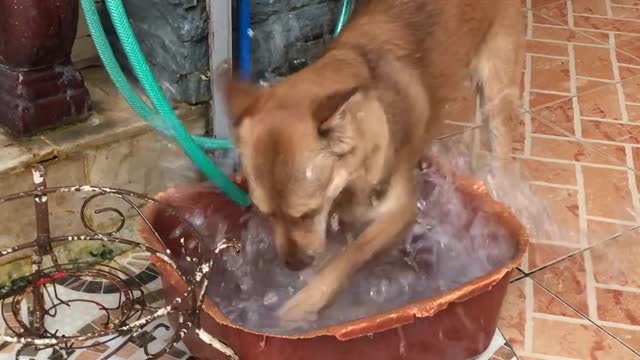 Finally Figuring Out Why the Water Dish is Always Empty