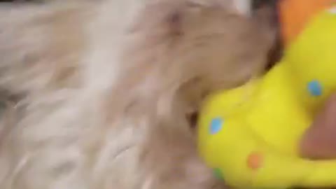 Amanda Grace Talks...Why Chloe has become Unhinged! Puppies Gone Wild!!!