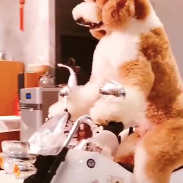 Funny dog videos | Funny dog cycling with puppy | Funny Pets