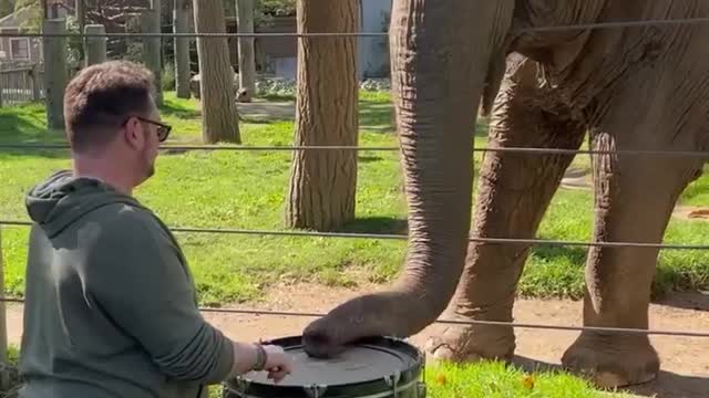 Play the Drums! #Elephants #Shorts