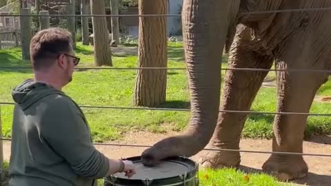 Play the Drums! #Elephants #Shorts