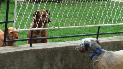 three friendly dogs