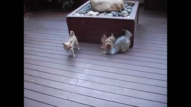 Little Dog Playing