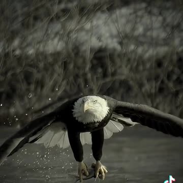 Shorts - Eagle Fishing