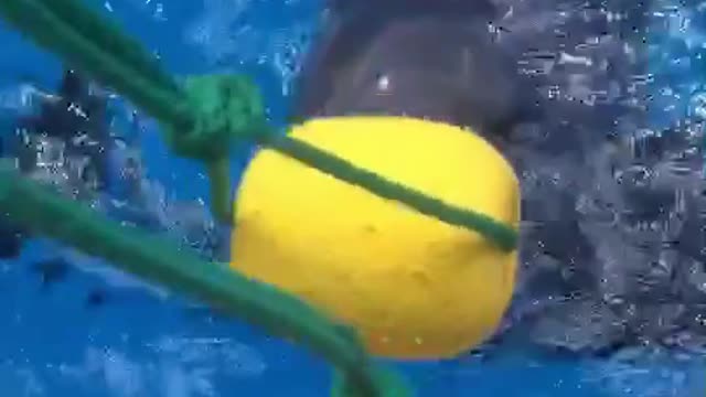 The dolphins