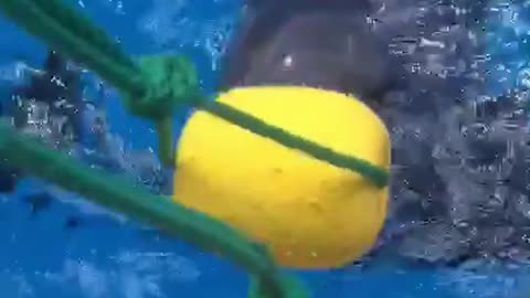 The dolphins