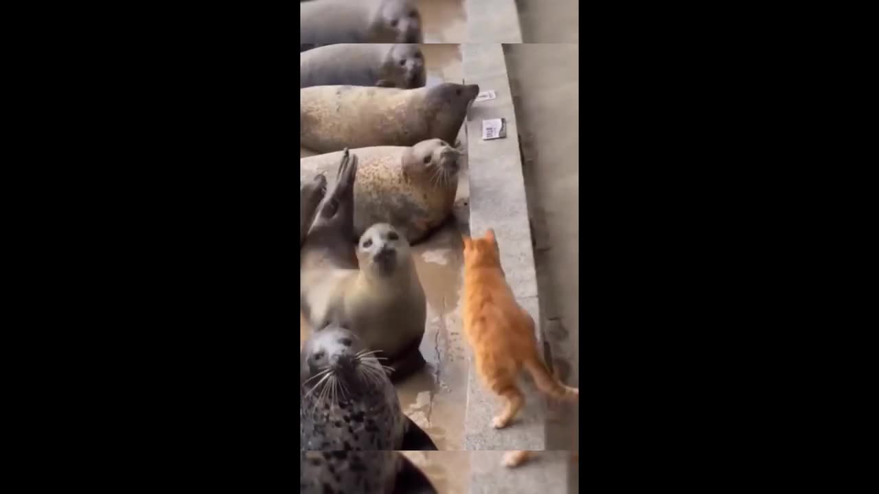 Funny animal videos