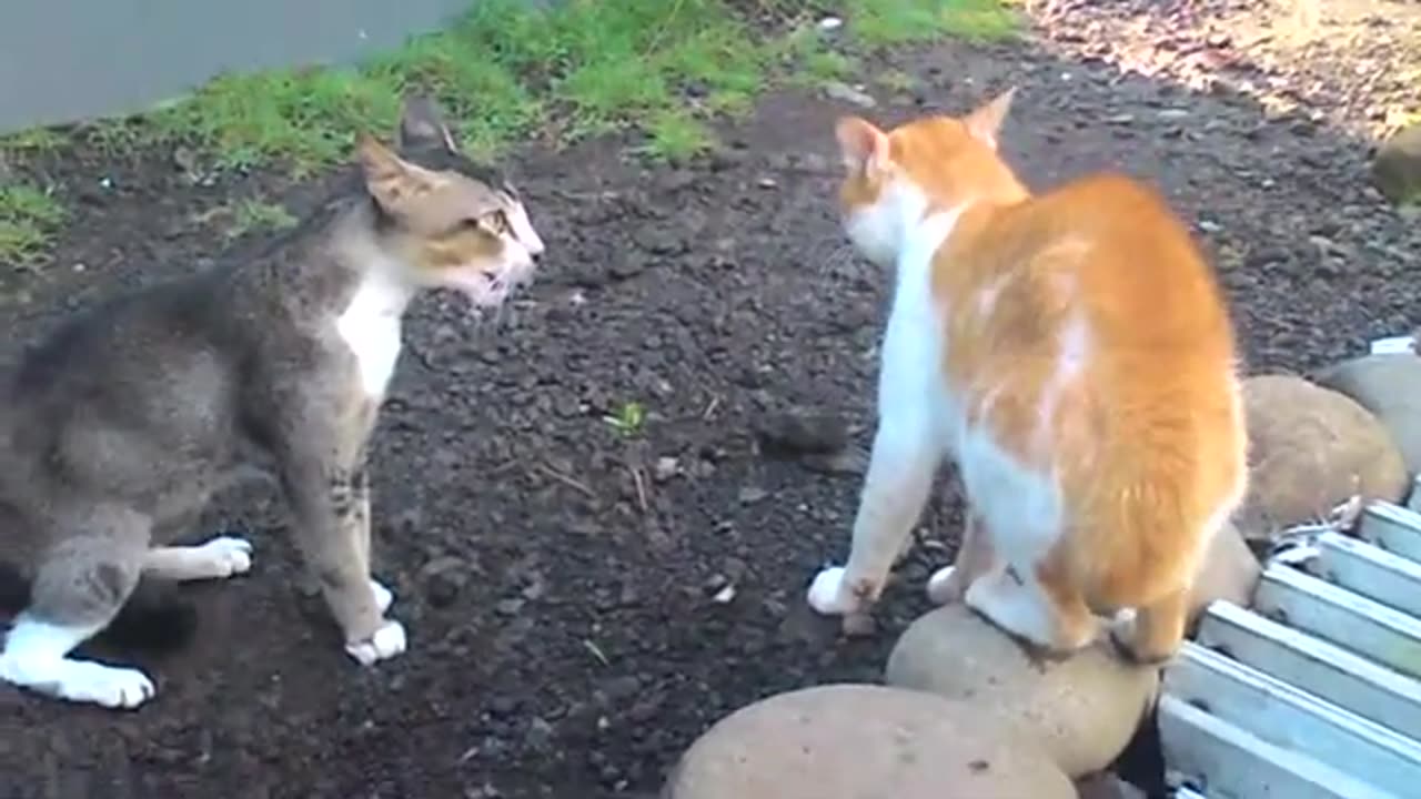 Cat vs Cat: Who Wins in an Exciting Duel?