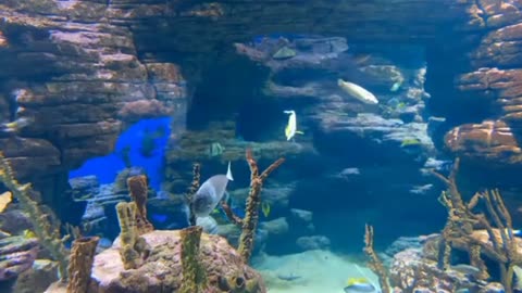 Ocean Animals Documentary Film