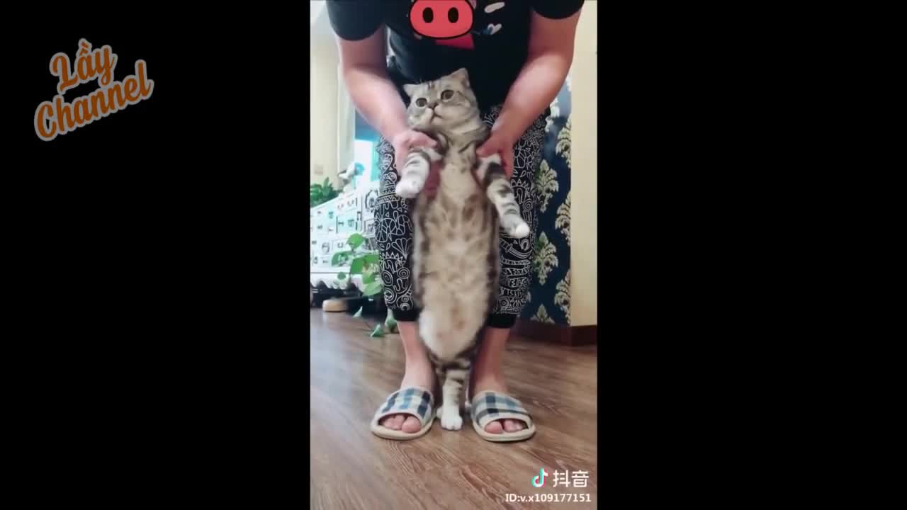 Pets are now true love - It doesn't matter if the bear is there or not - Cute and funny pets