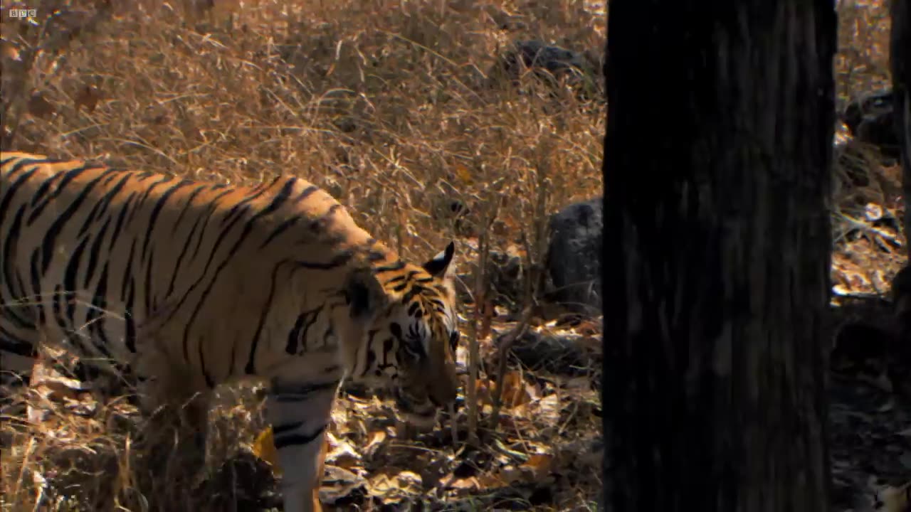 Tiger Cubs' Last Moments as a Family _ David Attenborough _ Tiger _ Spy in the Jungle _ BBC Earth