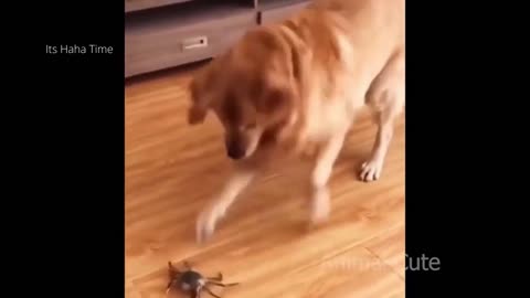 Best Of The 2021 Funny Animal Videos Funniest Animals # 60 funny animal #funny pets