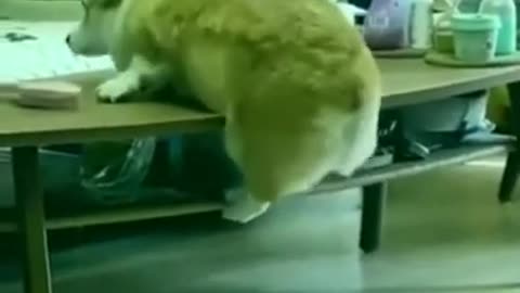 Dog Slip on a table