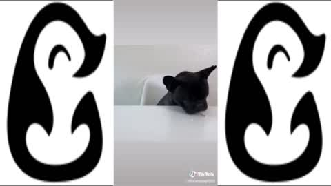 CUTEST PUPPIES ON TIKTOK - PUPPY DOING FUNNY THINGS!