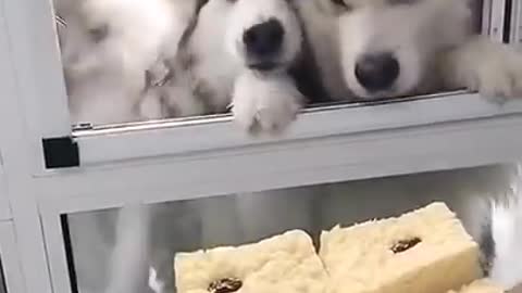 Dogs love cakes
