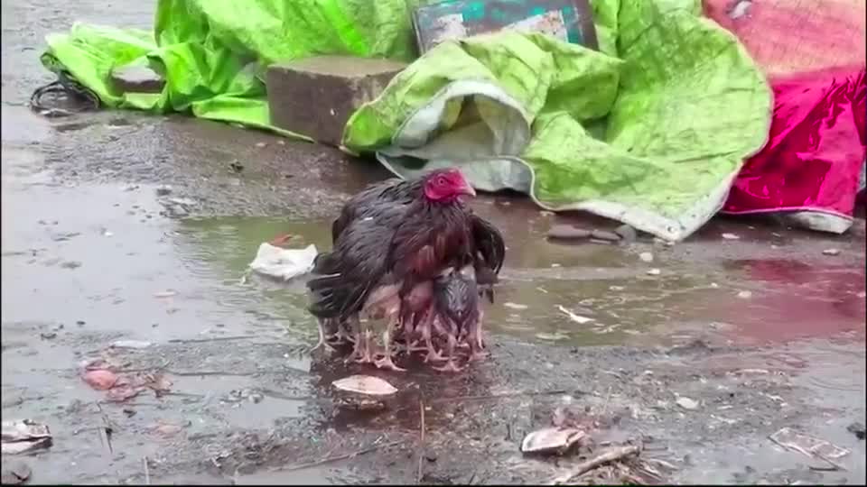 Two roosters are in the rain