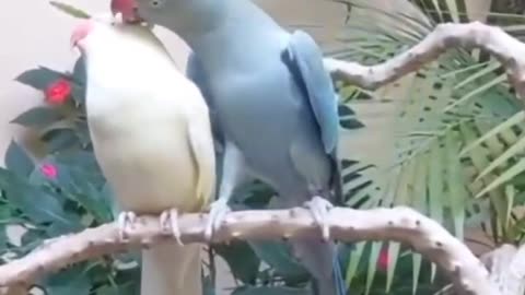 Romantic mood parrot 🦜🦜