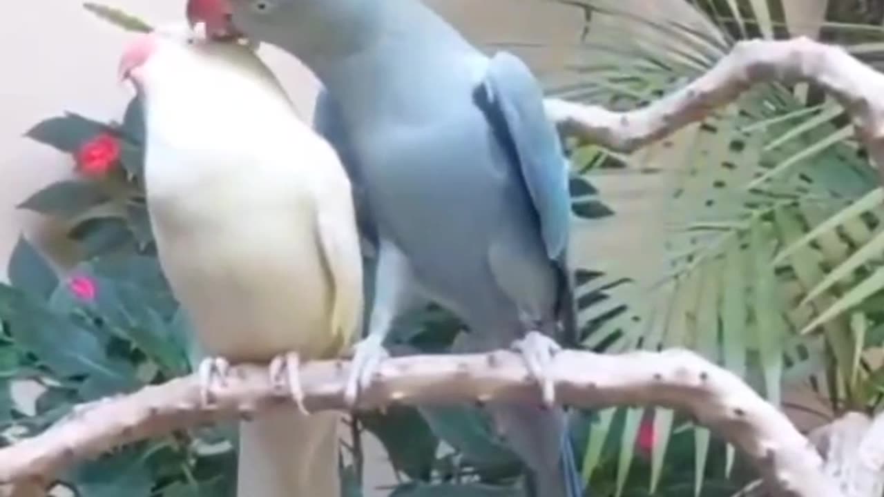 Romantic mood parrot 🦜🦜