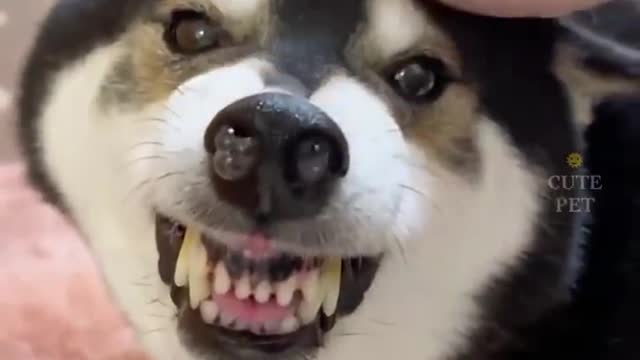 The video tells us that we must pay enough attention