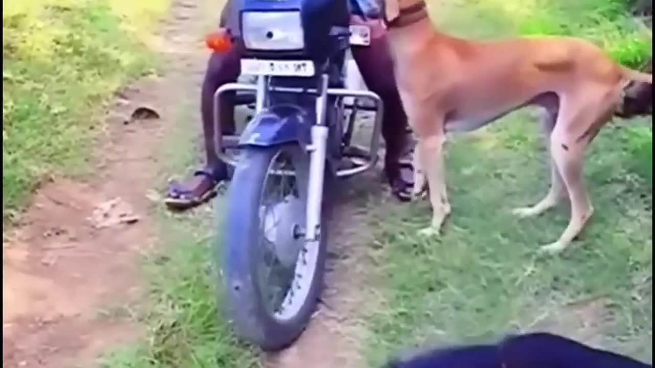 Dogs Everywhere - Vía Rob 23