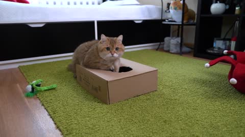 CartonBox for Hosico