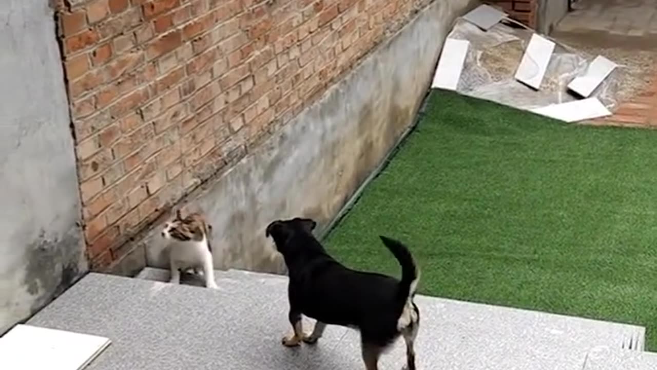 Dog and cat