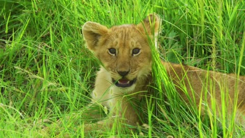 Animals video Wildlife video Best Wildlife Compilation Wild Animal