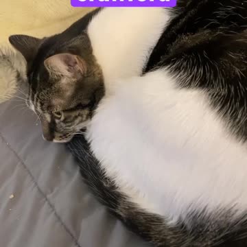 Cat Video #2