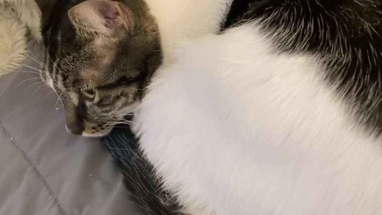 Cat Video #2