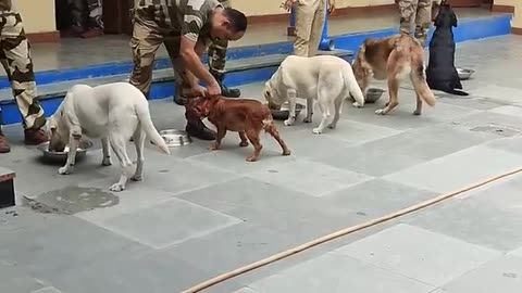 Dog traning CISF