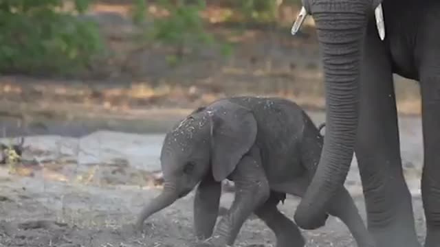 Baby Elephant struggling to stand